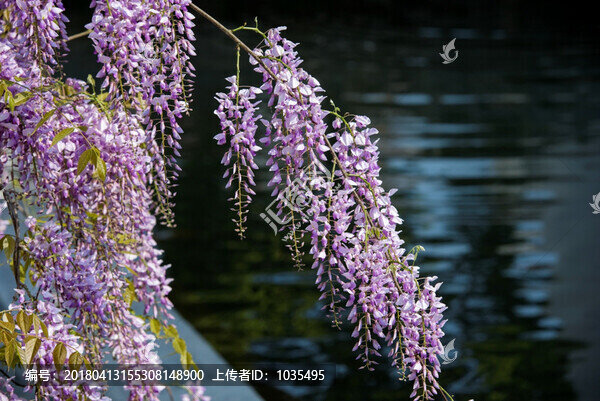 紫藤花
