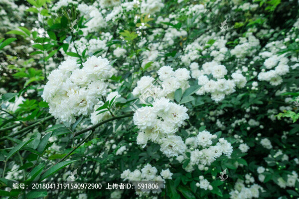 野生白色薔薇花墻
