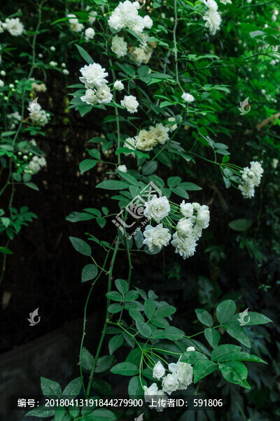 野生白色薔薇花墻