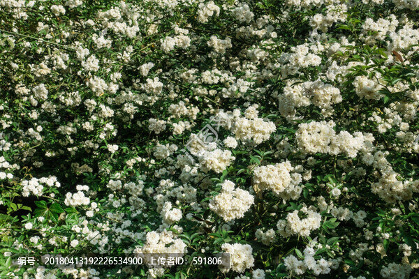 野生白色薔薇花墻
