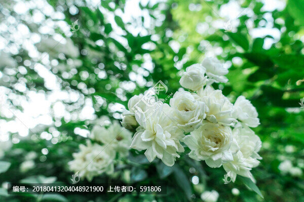 野生白色薔薇花墻