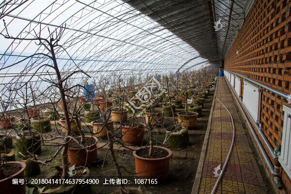 盆栽蘋果溫室