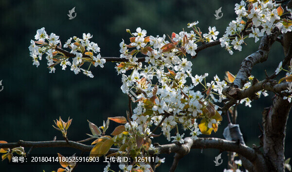 梨園春色