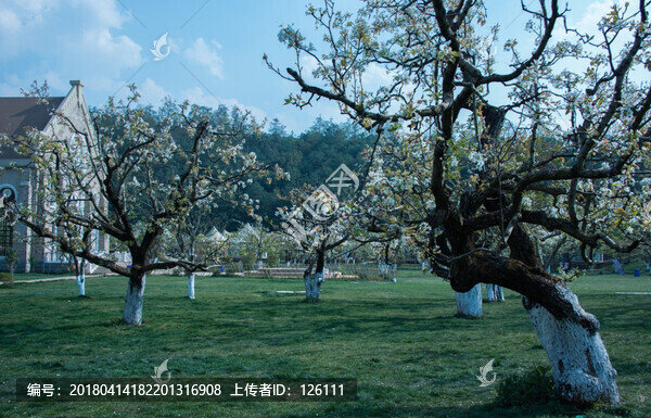 梨園春色