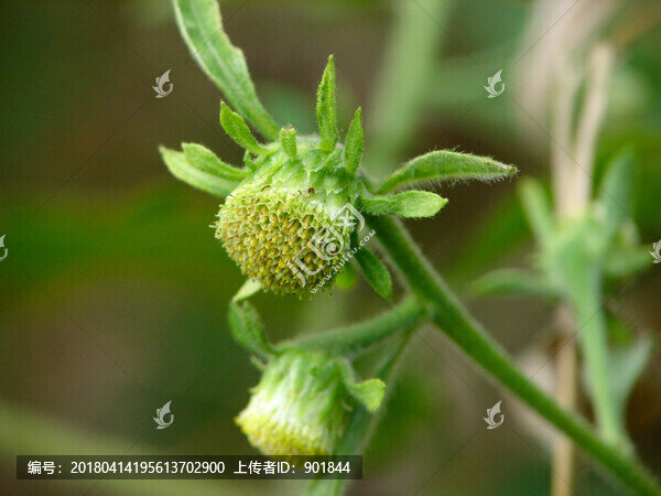 菊科中草藥天名精