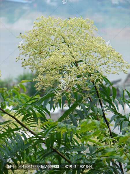 蕓香科藥用植物小花花椒