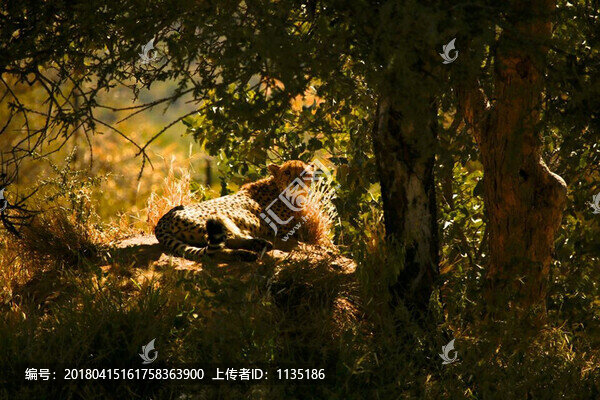 獵豹
