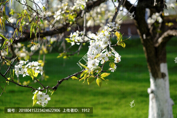梨園春色