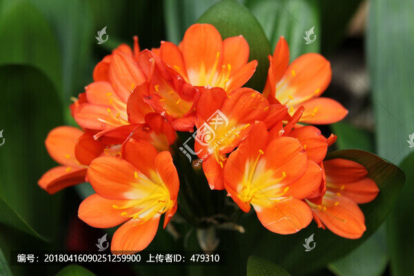 君子蘭