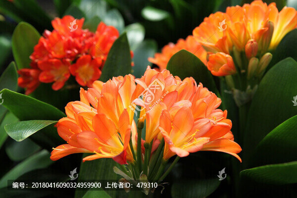 君子蘭,花,花卉,綻放,花朵