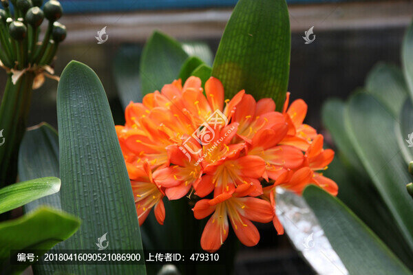 君子蘭,花