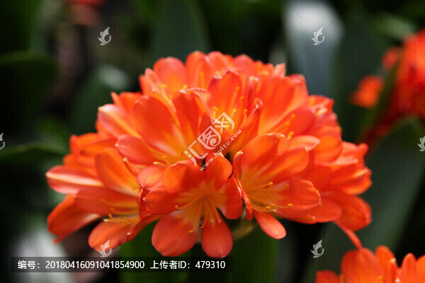 君子蘭,花,花卉,綻放,花朵