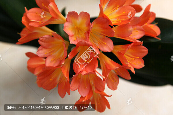 君子蘭,花,花卉,綻放,花朵