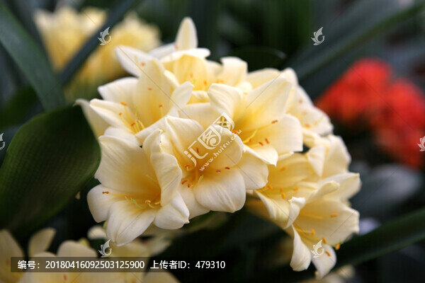 君子蘭,花,花卉,綻放,花朵