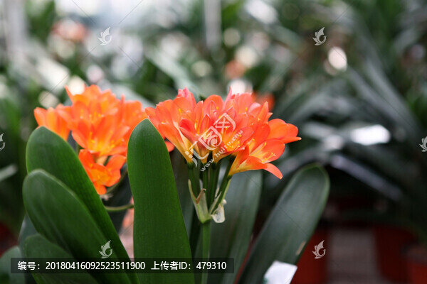 君子蘭,花