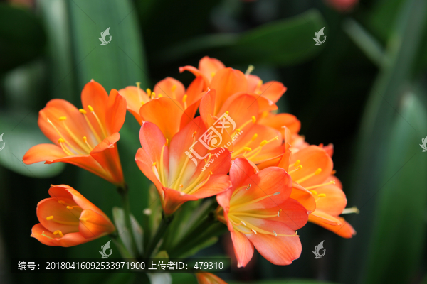 君子蘭,花,花卉,綻放