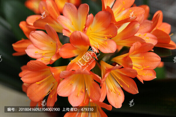 君子蘭,花,花卉