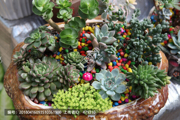 多肉,多肉植物