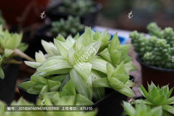 多肉,多肉植物,植物多肉