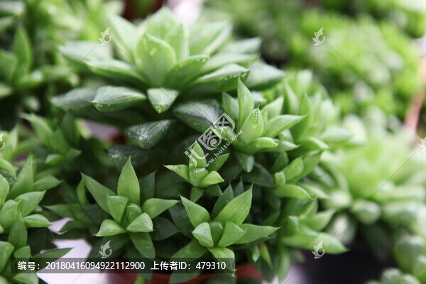 多肉,多肉植物
