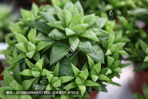 多肉,多肉植物,植物多肉