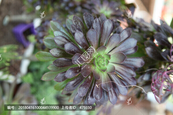 多肉,多肉植物