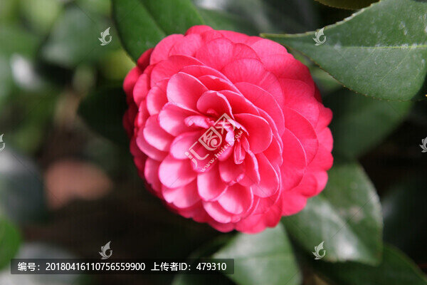 植物,花卉,花,月季