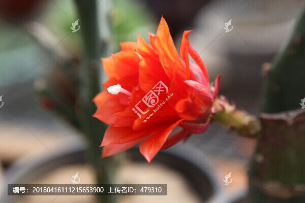 植物,花卉,花,紫花,花朵,綠
