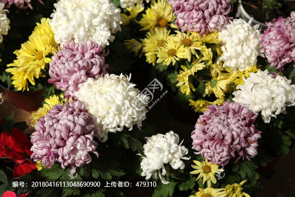 秋菊,菊花,花卉,菊,花,菊展