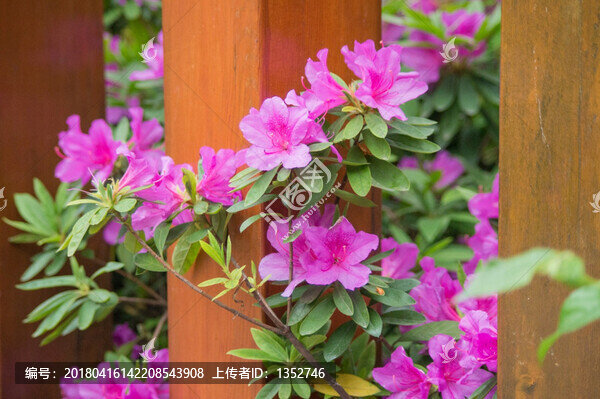 杜鵑花