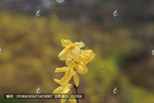 連翹花