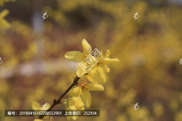 連翹花