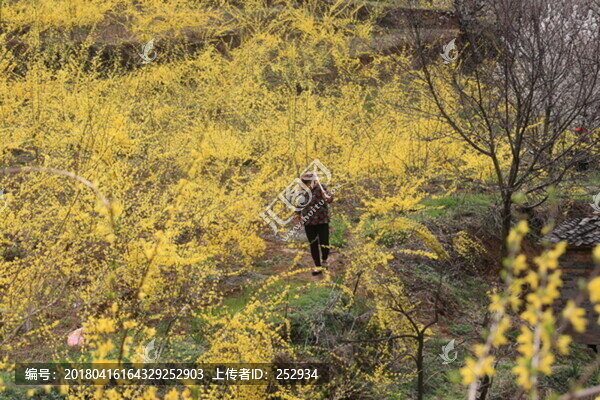 連翹花