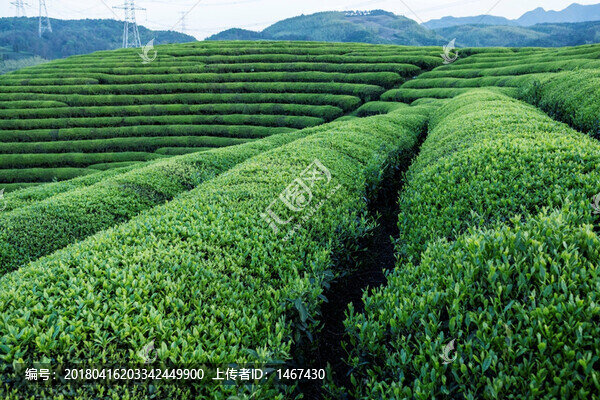 茶園風(fēng)光