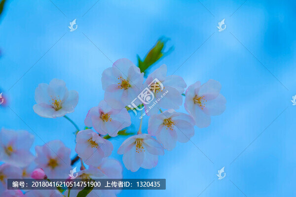 櫻花