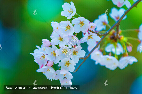 櫻花