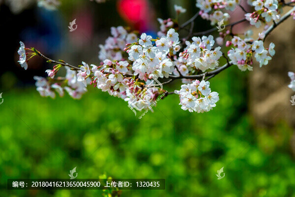 櫻花