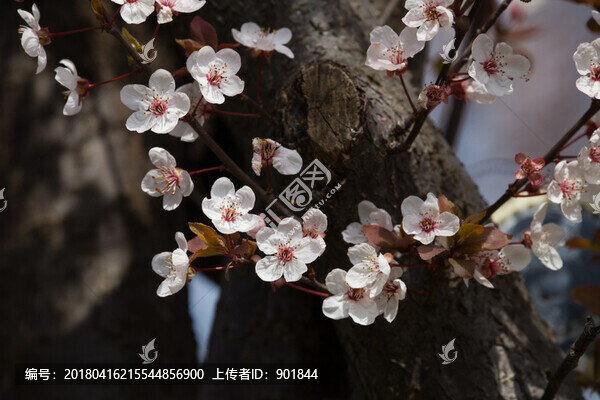 春天盛開(kāi)的紫葉李花朵