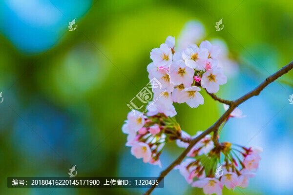 櫻花