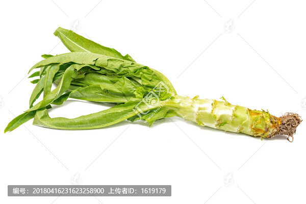 萵苣特寫