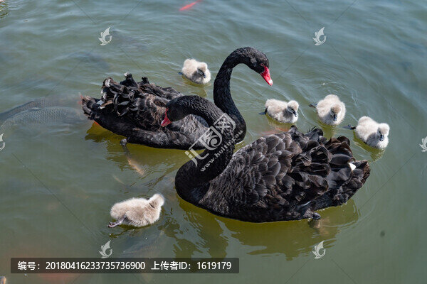 天鵝寶寶