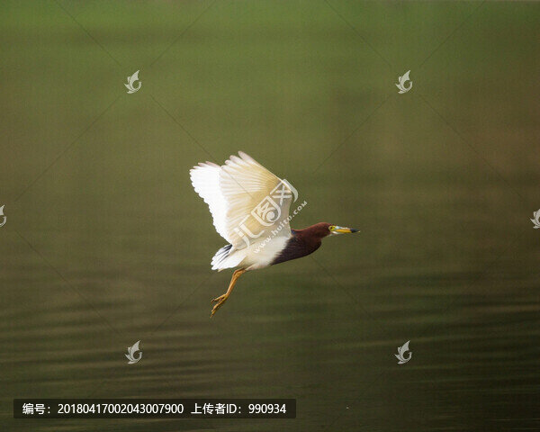 池鷺,水鳥