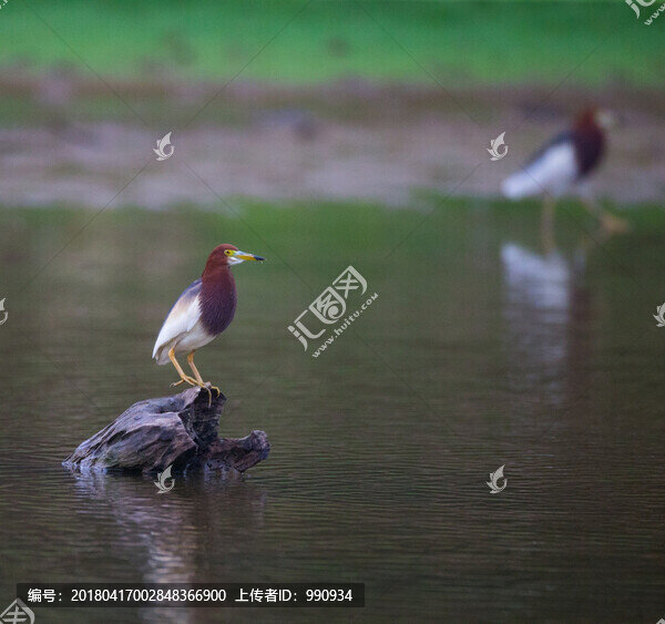 池鷺,水鳥(niǎo)-匯圖網(wǎng) www.fosd68.com 池鷺,水鳥(niǎo)