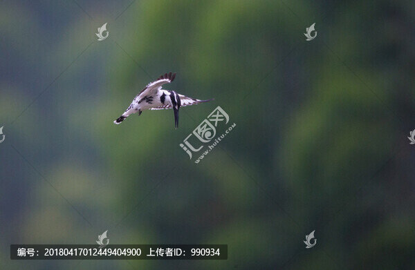 斑魚狗,捕魚,翠鳥