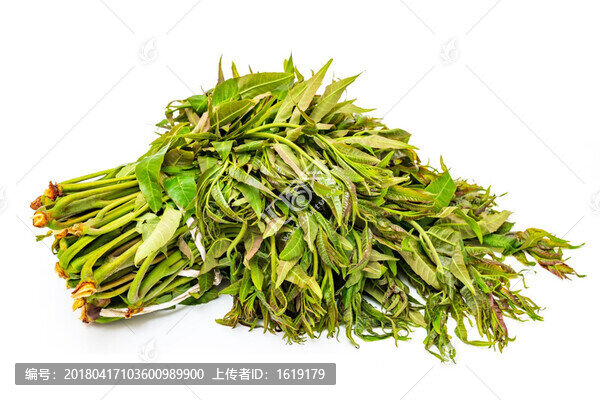 香椿芽