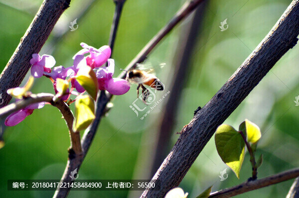 紫荊花