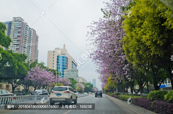 紫荊花,柳州