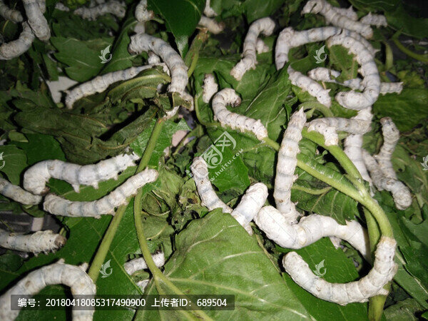 蠶寶寶-匯圖網(wǎng) www.fosd68.com 蠶寶寶