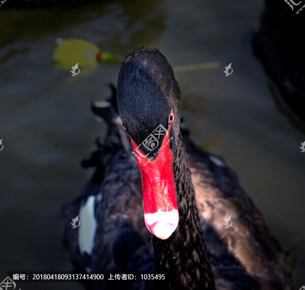 黑天鵝