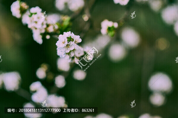 梨花